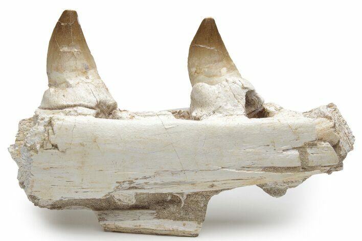 Mosasaur Jaw Section with Two Teeth - Morocco #220257